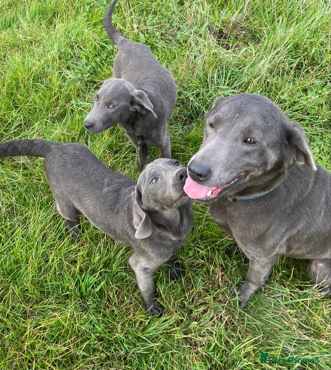 Labrador Retriever dogs for sale: Labrador  - Image 1