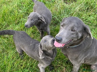 Labrador Retriever dogs - Advert 1