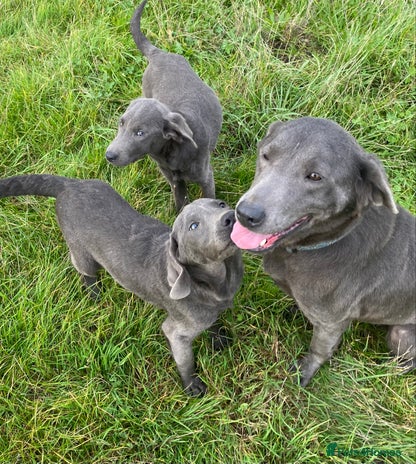 Labrador Retriever dogs - Advert 1