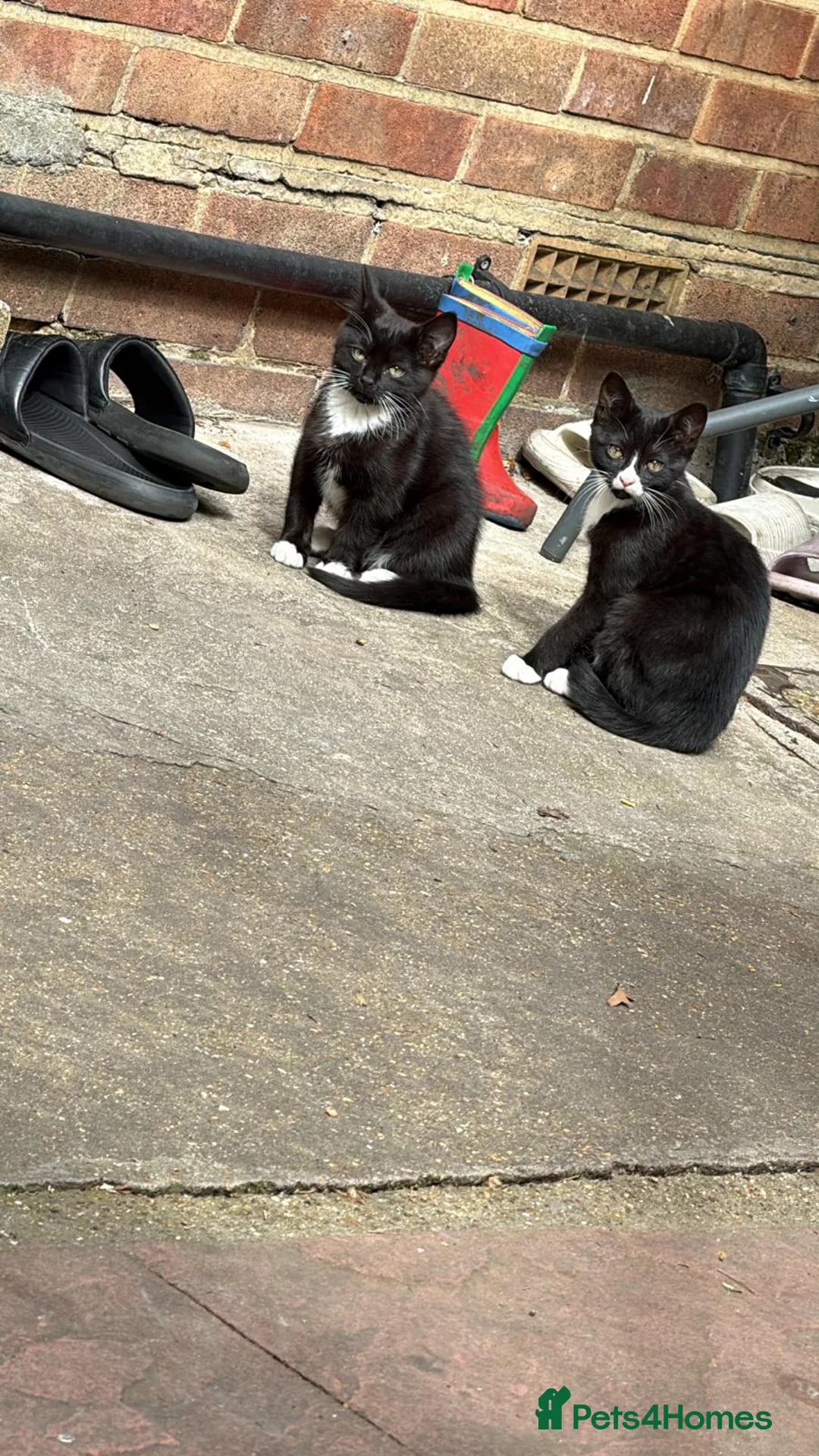 Mixed Breed cats for sale: 2 kittens looking for a loving home - Advert 2