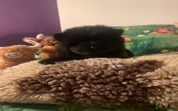 Chow Chow dogs for sale: 5 Chow Chow Puppies - Image 18