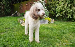 Goldendoodle dogs for stud: FULLY HEALTH TESTED! MOYEN POODLE STUD! in Kettering - Image 20