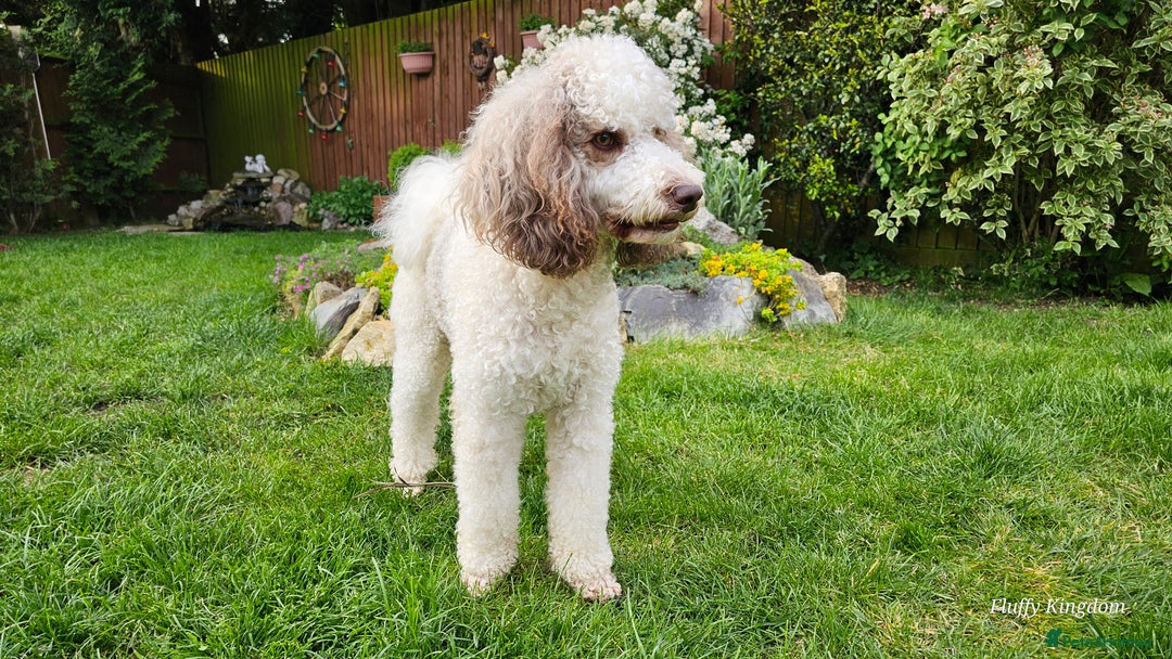 Goldendoodle dogs for stud: FULLY HEALTH TESTED! MOYEN POODLE STUD! in Kettering - Image 20