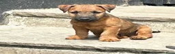 Lakeland Terrier dogs for sale: Lakeland puppies for sale - Advert 1