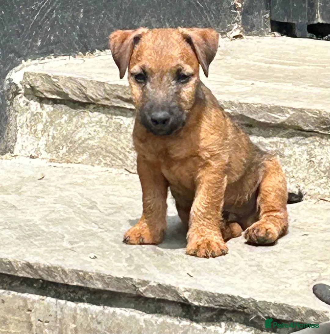 Lakeland Terrier dogs for sale: Lakeland puppies for sale - Advert 1