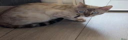 Bengal cats for sale: 🐆✨Outstanding TICA Registered Bengal cubs  ✨🐆 - Advert 12
