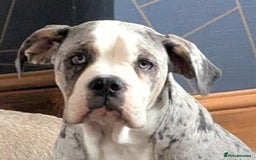 Old Tyme Bulldog dogs for sale: Winnie  - Image 2