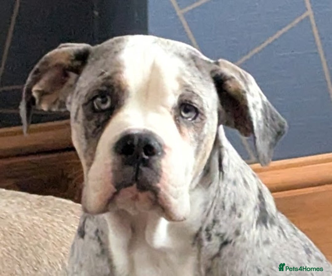 Old Tyme Bulldog dogs for sale: Winnie  - Image 2
