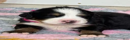 Bernese Mountain Dog dogs for sale: KC Registered Bernese Mountain Dog Puppies - Advert 13