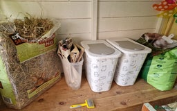 Mini Lop rabbits for sale: Mini lops for sale  - Image 10
