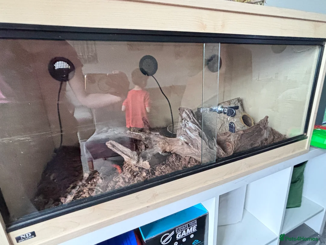 Corn Snake reptiles for sale: Corn snake & vivarium - 3 years old  - Advert 4