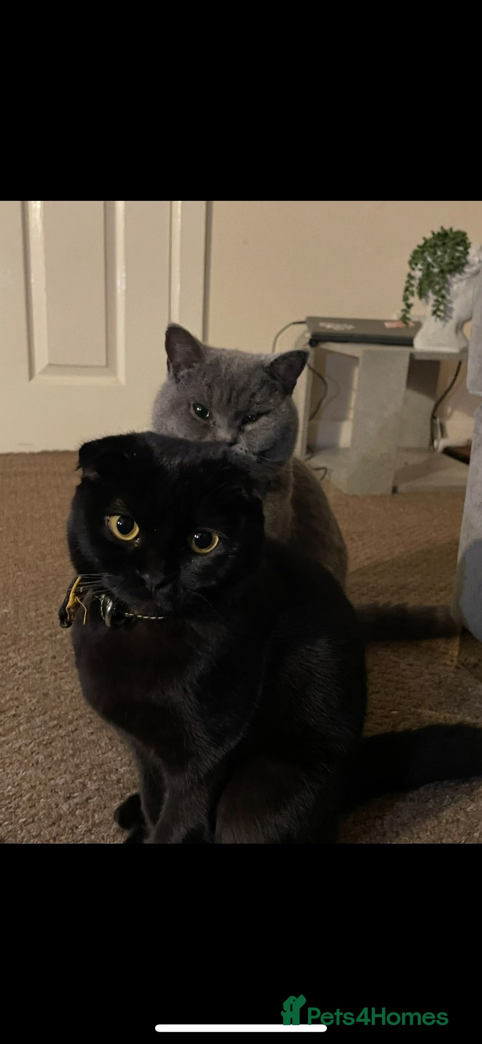 Scottish Fold cats Stunning Scottish fold kittens   - Advert 1