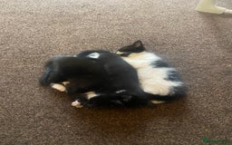Mixed Breed cats for sale: Lovely 2 kittens - Image 4