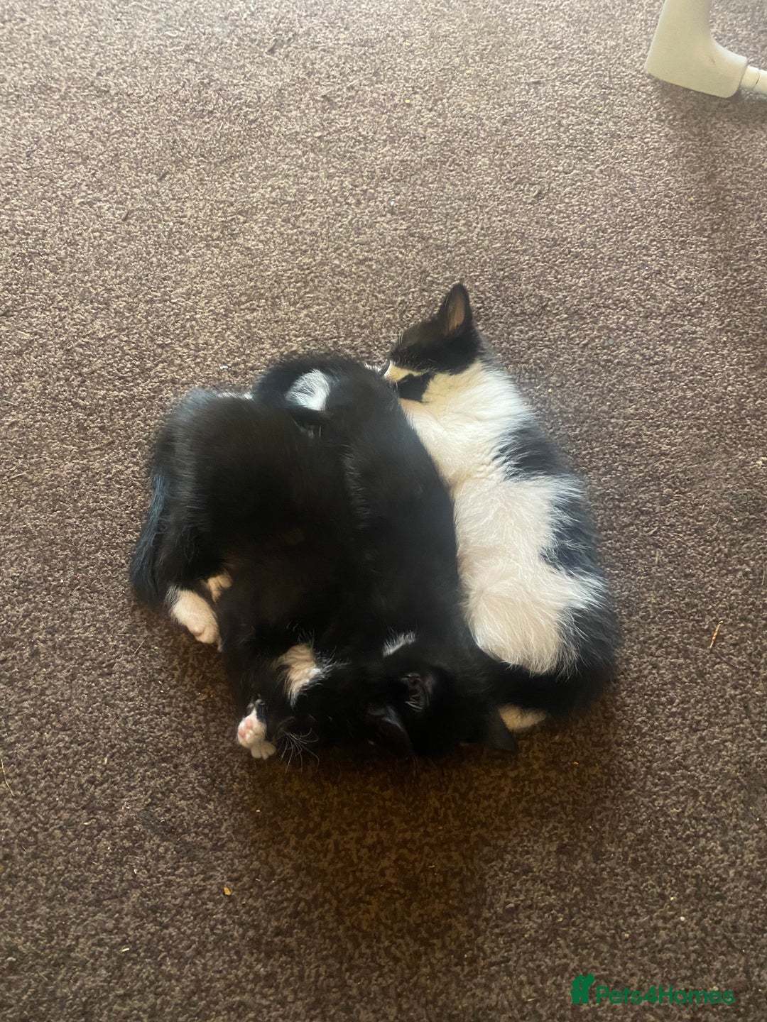 Mixed Breed cats for sale: Lovely 2 kittens - Image 4