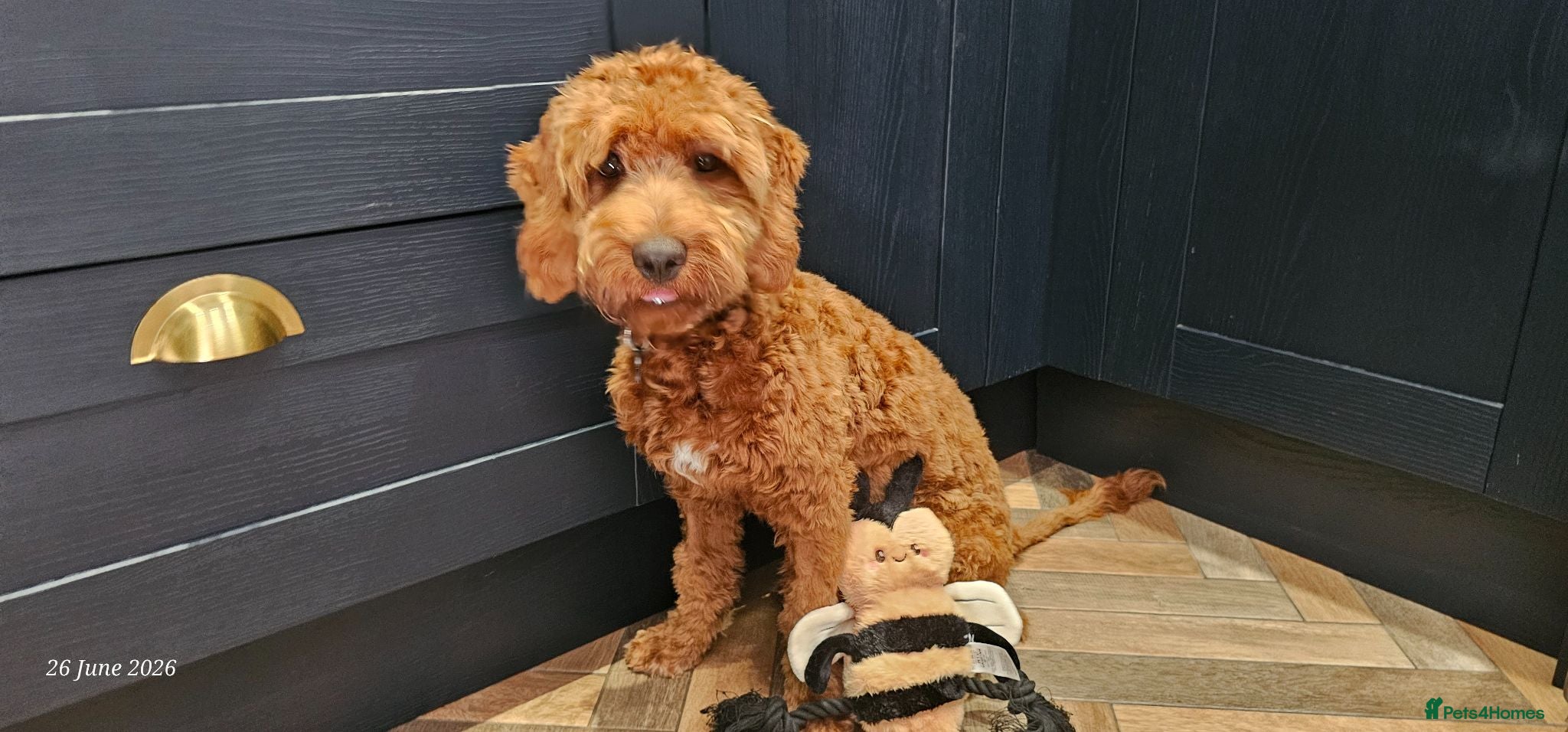 Cockapoo dogs 7mth old cocapoo - Advert 2
