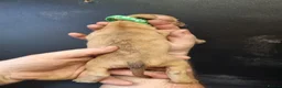 Staffordshire Bull Terrier dogs for sale: Staffy puppies for sale ready early july - Advert 3