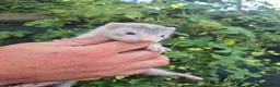 Ferret rodents for sale: 💚 Adorable well handled baby ferrets available 💚 - Advert 8