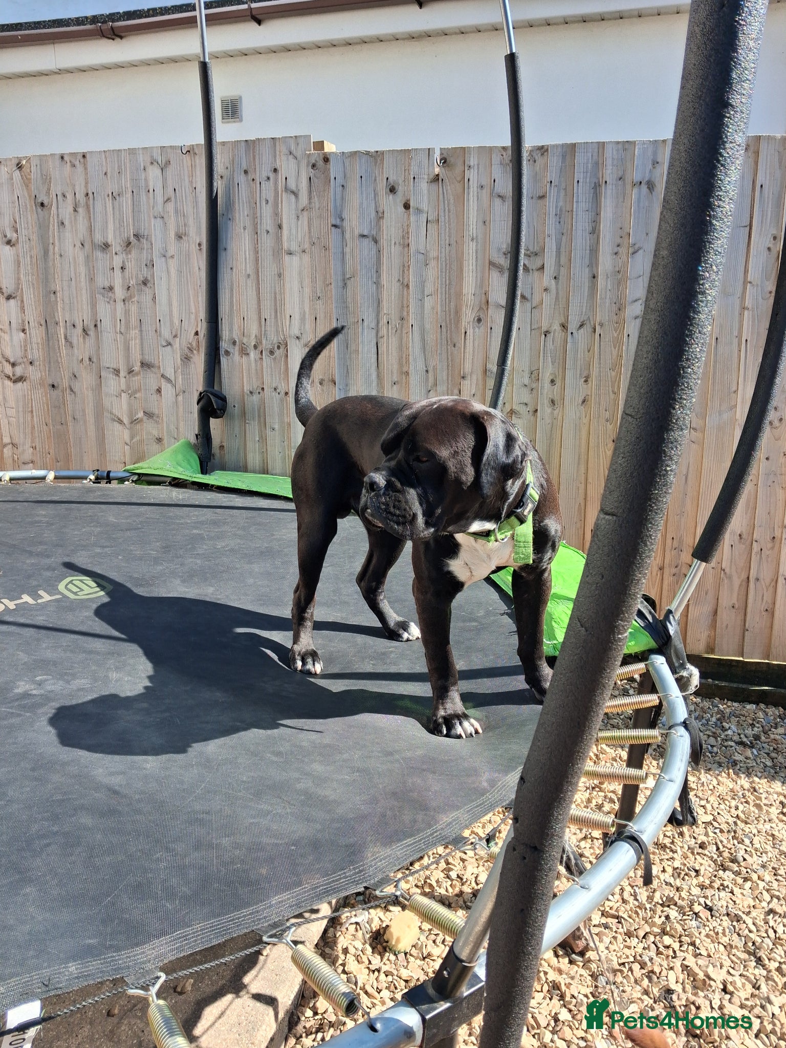 Mixed Breed dogs Cane Corso Cross 2 year old BOY - Advert 1