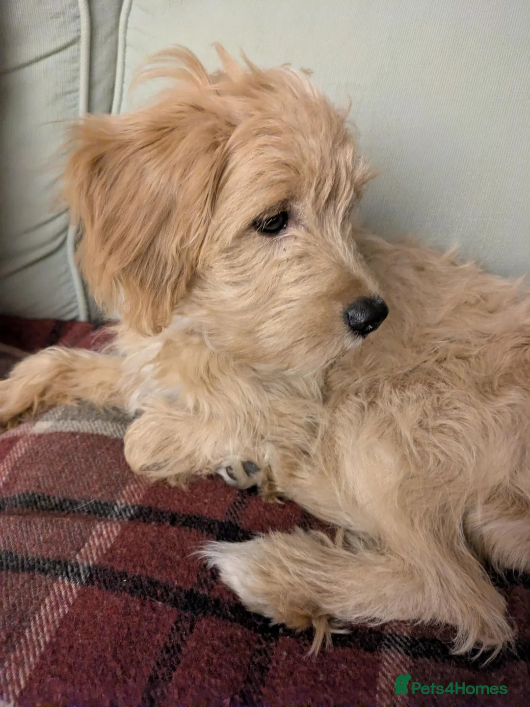 Mixed Breed dogs for sale: Female Tibetan Terrier Toy Poodle Cross Puppy - Advert 7