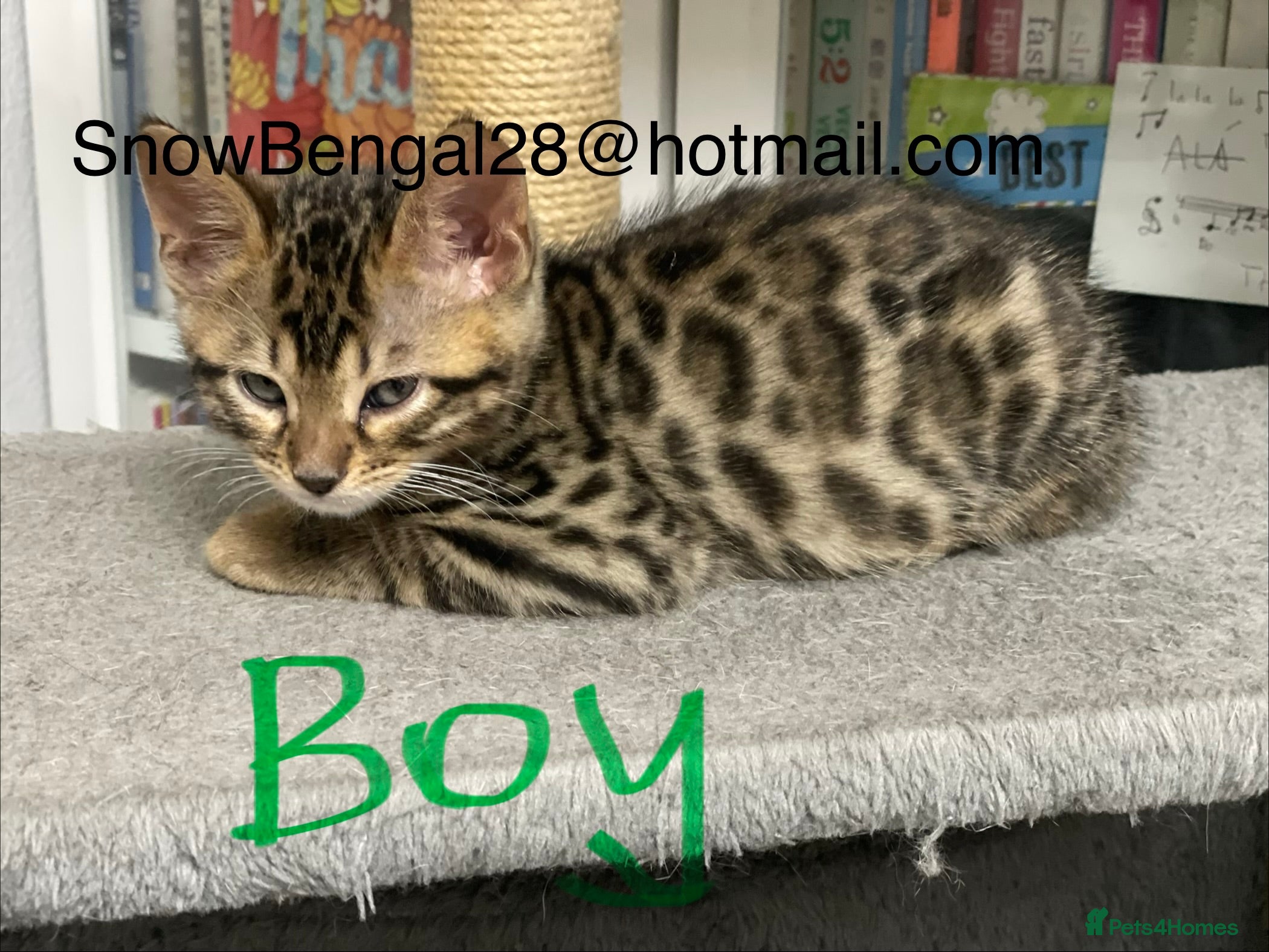 Bengal cats Bengal silver snow & Brown Rosette - Advert 2