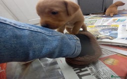 Labrador Retriever dogs for sale: KC Reg Fox red labrador litter of 6 dogs 4 bitches - Image 5