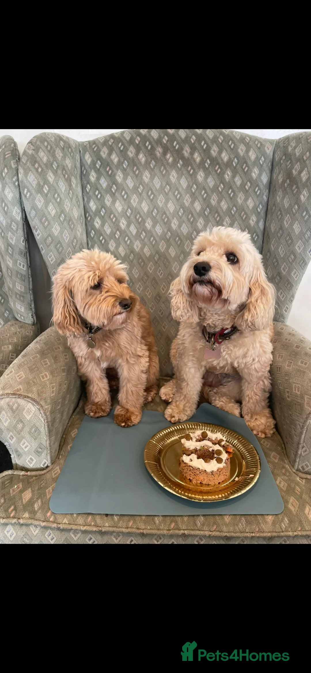 Cockapoo dogs for sale: Sisters a year apart need rehoming  - Advert 2