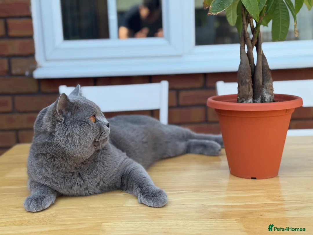 British Shorthair cats for sale: British short hair kitten - Advert 14