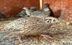 Quail poultry for sale: Live cortunix quail for sale - Image 3