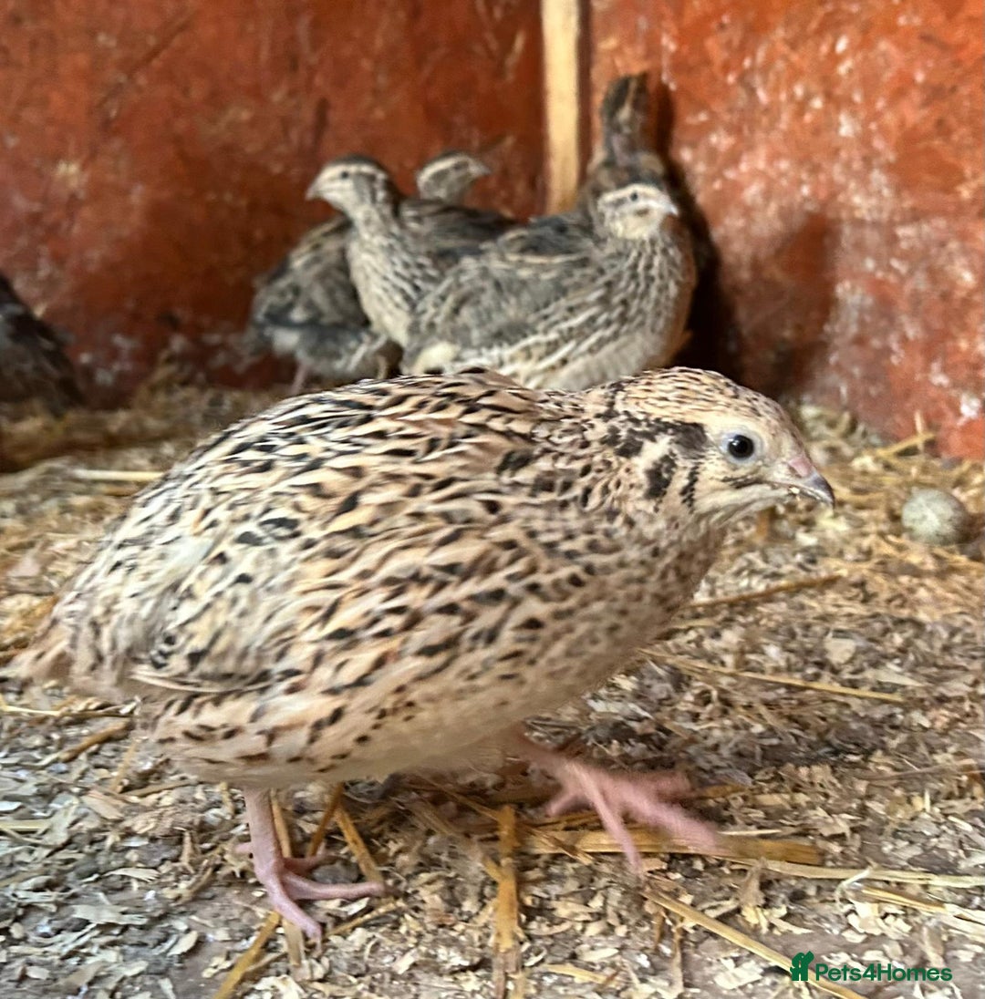 Quail poultry for sale: Live cortunix quail for sale - Image 3
