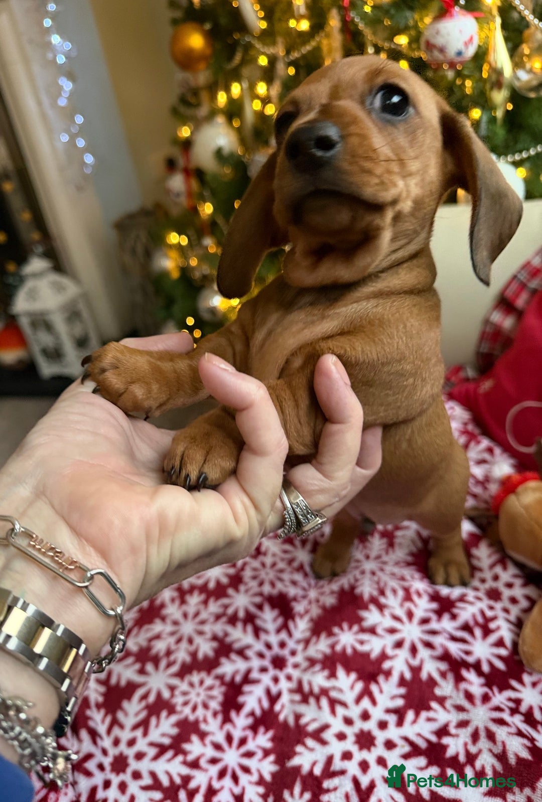 Dachshund dogs for sale: Top quality pups with champion lines  - Advert 3