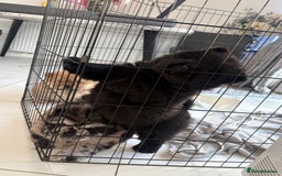 Chow Chow dogs for sale: BLACK GIRL CHOW CHOW - READY NOW!!! - Image 20