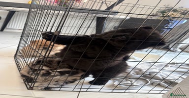 Chow Chow dogs - Advert 2