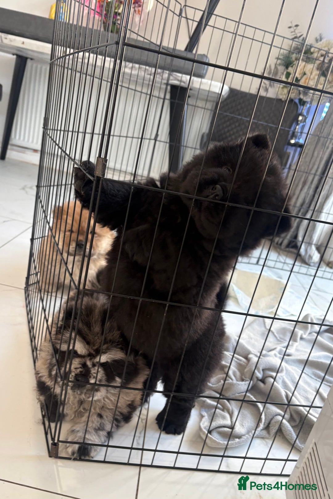 Chow Chow dogs for sale: BLACK GIRL CHOW CHOW - READY NOW!!! - Image 20
