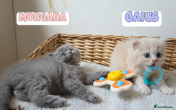 British Shorthair cats for sale: 🧡💙 British Longhair Babies 💙🧡 - Image 6