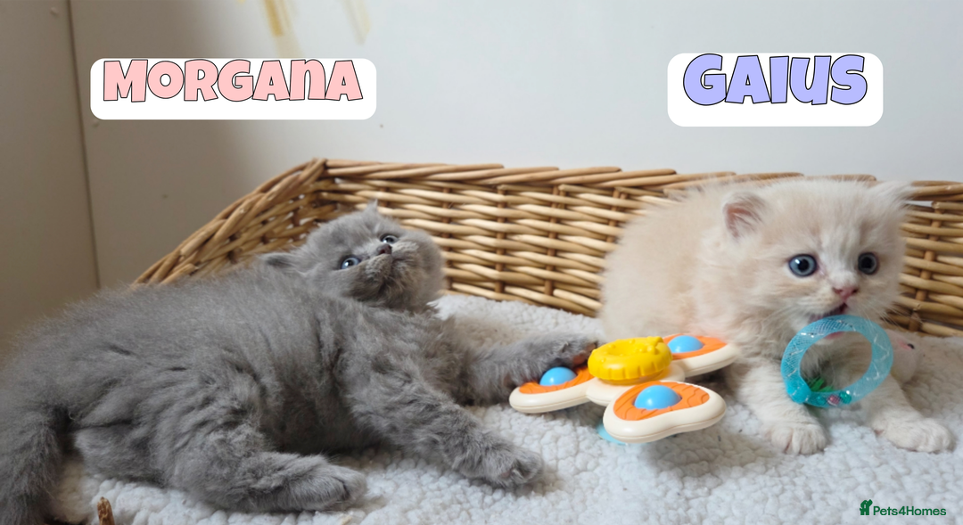 British Shorthair cats for sale: 🧡💙 British Longhair Babies 💙🧡 - Image 6
