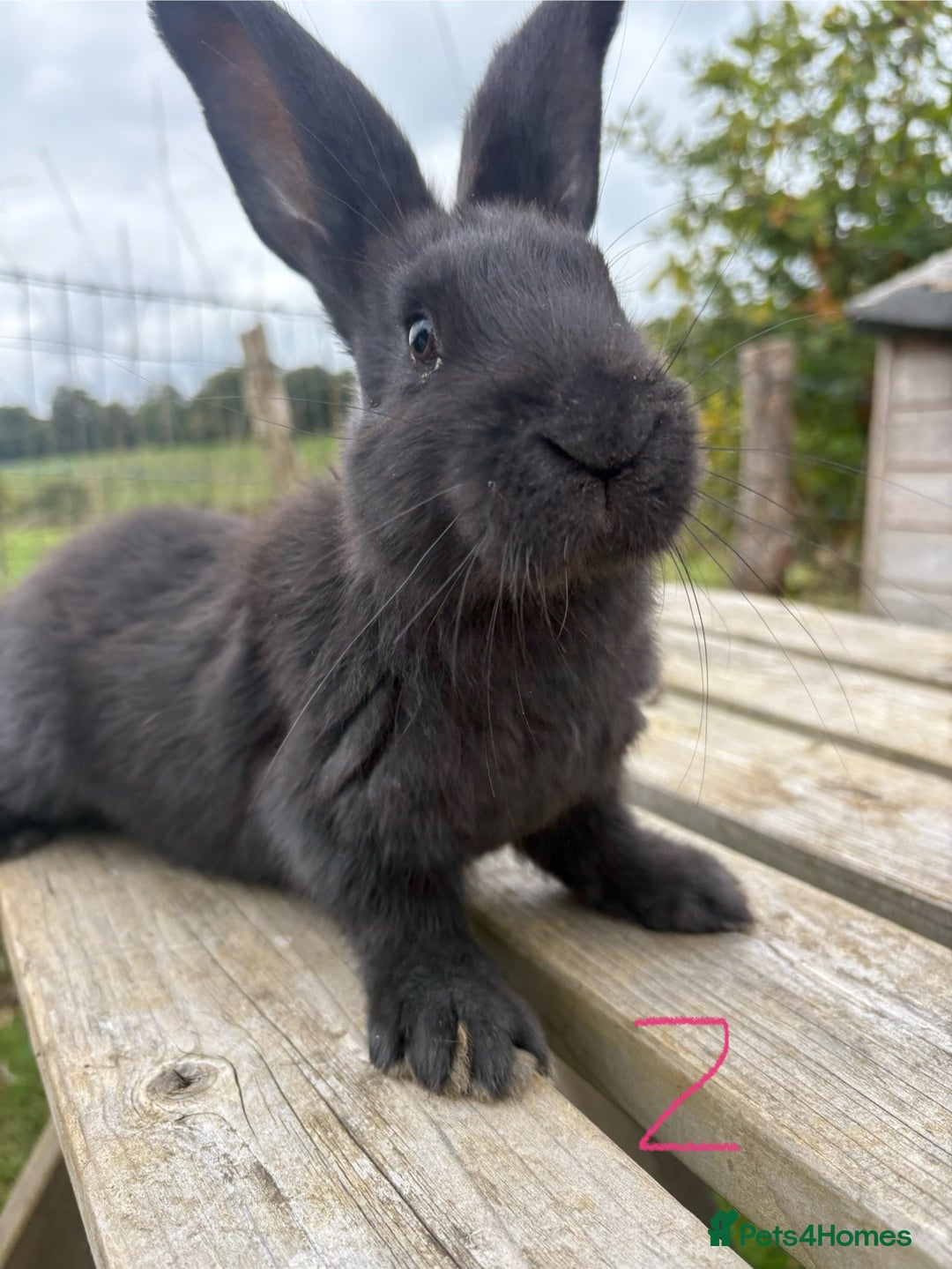 Continental Giant rabbits for sale: Pure breed very large Giant continental rabbits  - Image 5