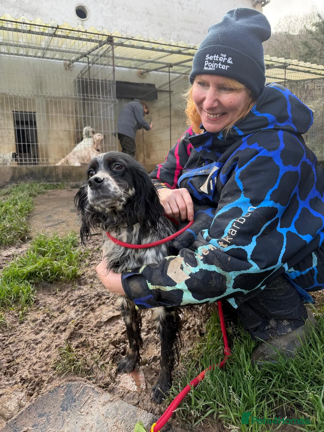 English Setter dogs for adoption: Lina  - Advert 11