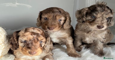 Cockapoo dogs - Advert 1
