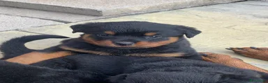 Rottweiler Puppy 8