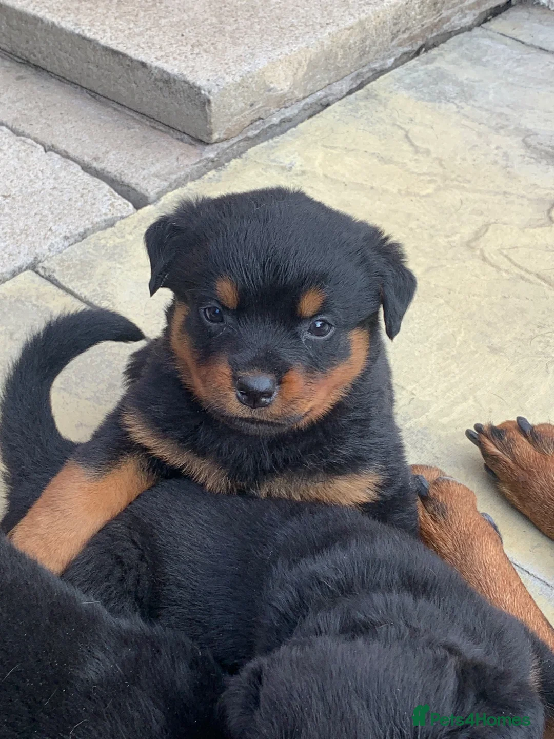 Rottweiler dogs for sale: AMAZING PEDIGREE REGISTERED ROTTWEILER PUPPIES - Advert 32