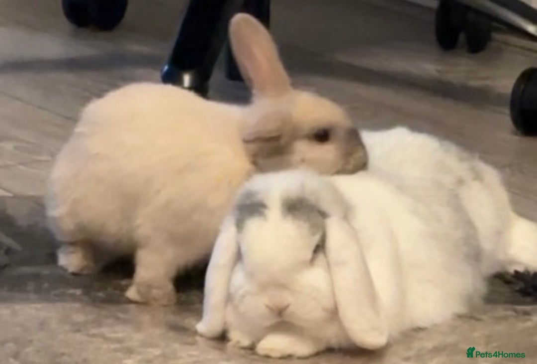 Mini Lop rabbits for sale: Bonded pair of mini lops for sale (male neutered) - Advert 4