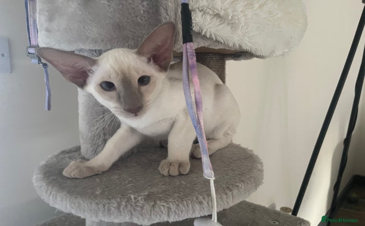 Siamese cats - Advert 7