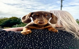 Miniature Dachshund dogs for sale: *READY NOW! 2 STUNNING KC REG MINI DACHSHUND BOYS* - Image 23