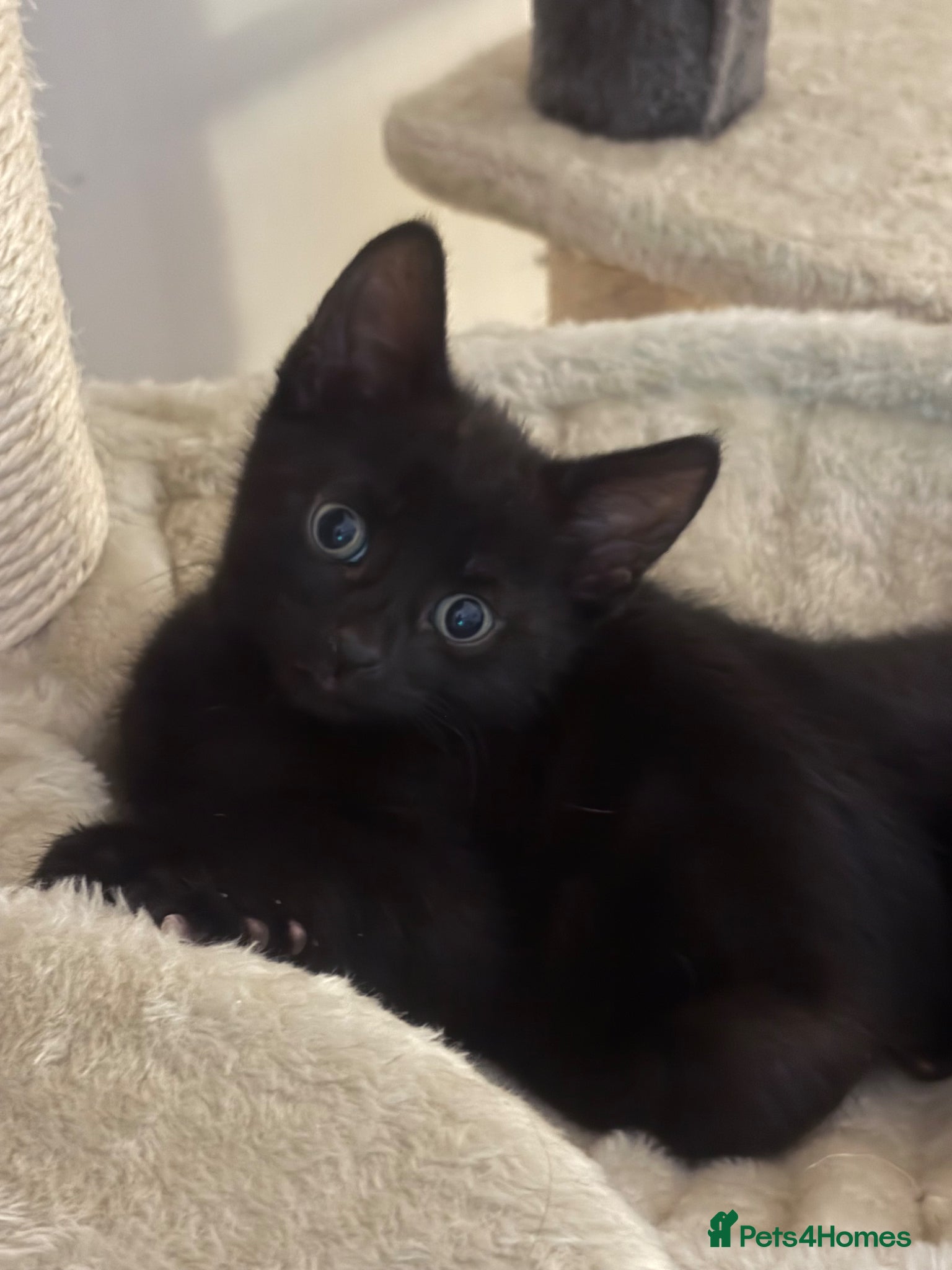 Mixed Breed cats 3 black kittens (boys) - Advert 4