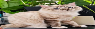 Ragdoll 1