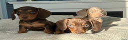 Miniature Dachshund dogs for sale: STUNNING MINIATURE DAXI PRA CLR KC REG - Advert 3