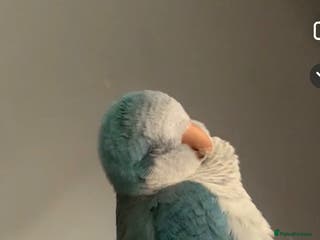 Parrots birds Quaker - Advert 22