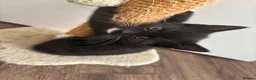 Domestic Shorthair cats for sale: 3 black and white kittens needing a loving home in Sittingbourne - Advert 3