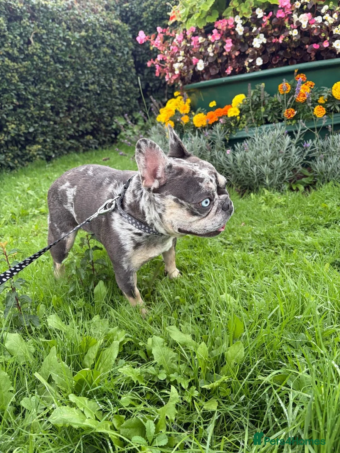Mixed Breed dogs for adoption: ❤️🐶 CONNIE– AN AMAZING LITTLE FRENCHIE in Lichfield - Advert 2