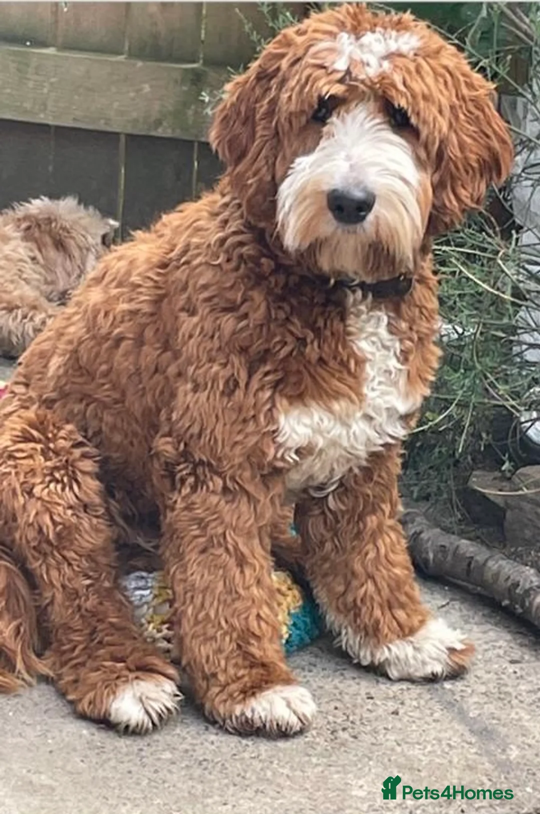 Goldendoodle dogs for stud: Australian Double Doodle Stud PROVEN  in Bolton - Advert 11